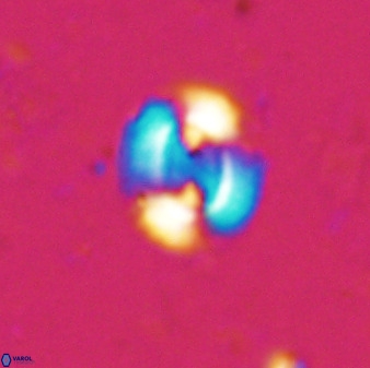 Watznaueria arata 34863