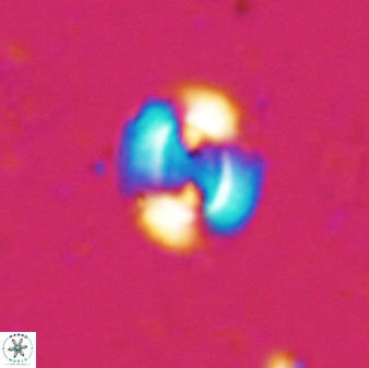 Watznaueria arata 34863
