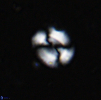 Watznaueria arata 34864