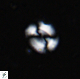 Watznaueria arata 34864