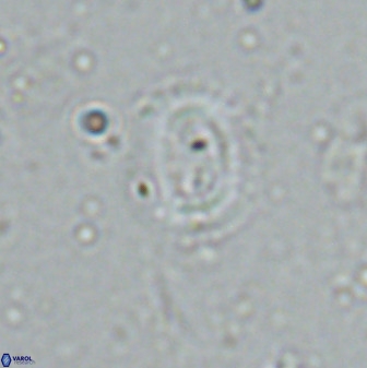 Watznaueria arata 34868