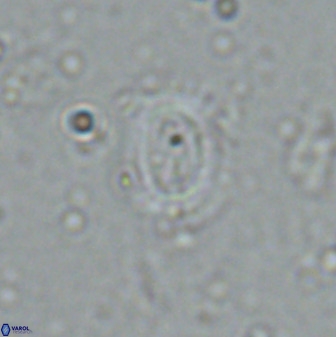 Watznaueria arata 34869