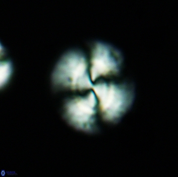 Watznaueria arata 3664