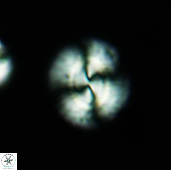 Watznaueria arata 3664