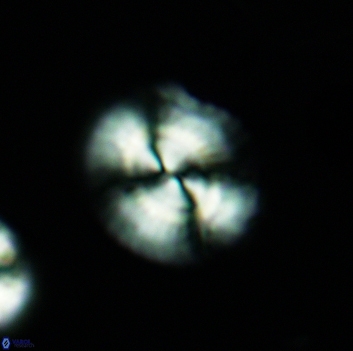 Watznaueria arata 3667