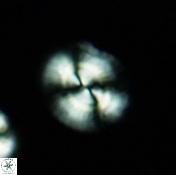 Watznaueria arata 3667