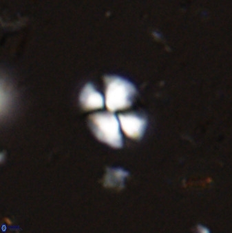Watznaueria bayackii 42432