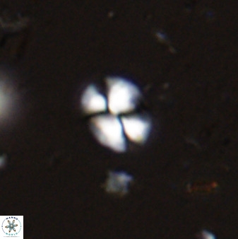 Watznaueria bayackii 42432