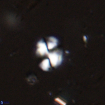 Watznaueria bayackii 42435