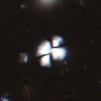 Watznaueria bayackii 42436