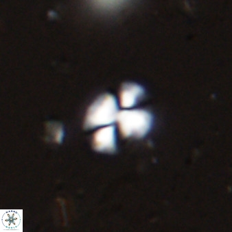 Watznaueria bayackii 42436