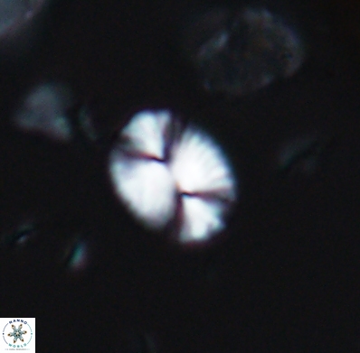 Watznaueria bayackii 11633
