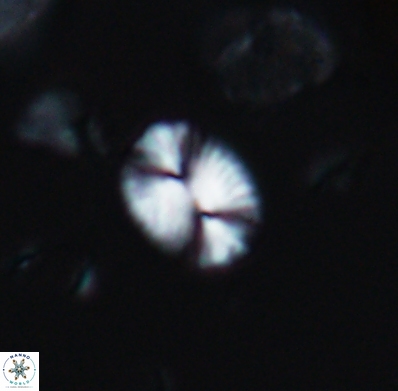 Watznaueria bayackii 11634