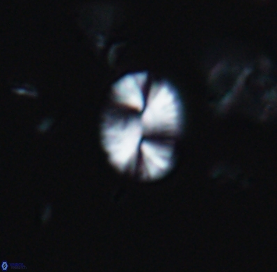 Watznaueria bayackii 11635