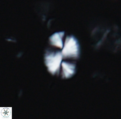 Watznaueria bayackii 11635