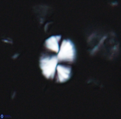 Watznaueria bayackii 11638