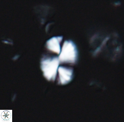 Watznaueria bayackii 11638