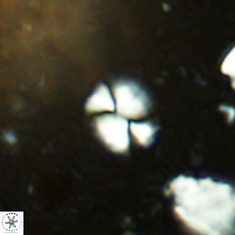 Watznaueria bayackii VR 14302