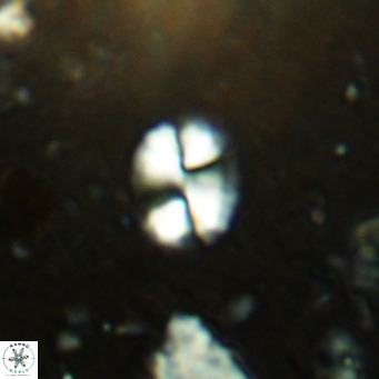 Watznaueria bayackii VR 14305