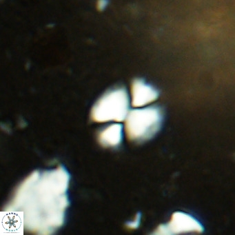 Watznaueria bayackii VR 14306
