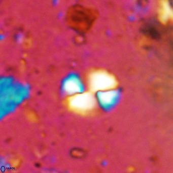 Watznaueria bayackii VR 14308
