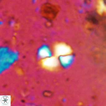 Watznaueria bayackii VR 14308