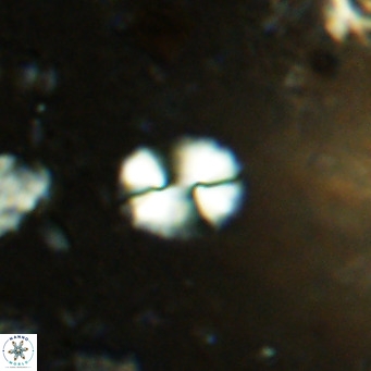 Watznaueria bayackii VR 14309