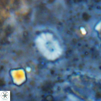 Watznaueria bayackii VR 14320