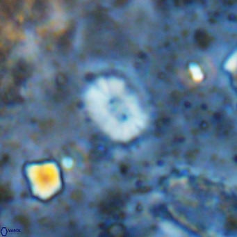 Watznaueria bayackii VR 14321