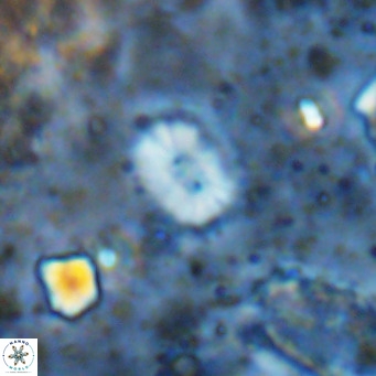 Watznaueria bayackii VR 14321
