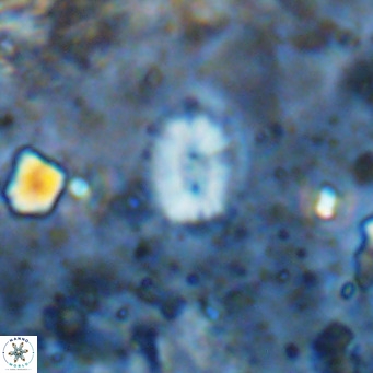 Watznaueria bayackii VR 14322