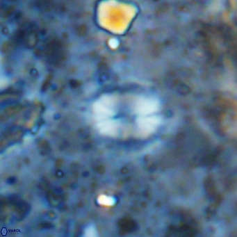 Watznaueria bayackii VR 14325