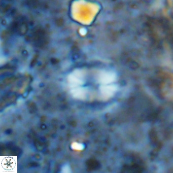 Watznaueria bayackii VR 14325