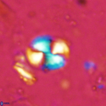Watznaueria bayackii VR 15842