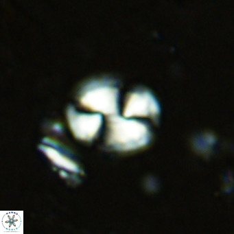 Watznaueria bayackii VR 15843