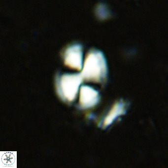 Watznaueria bayackii VR 15844