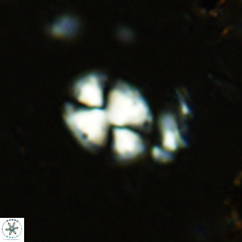Watznaueria bayackii VR 15833