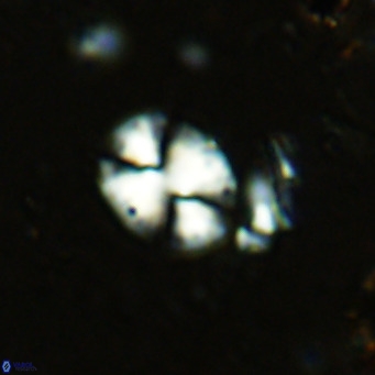 Watznaueria bayackii VR 15835