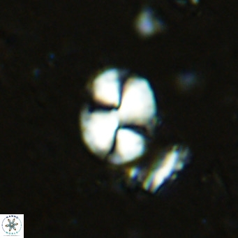 Watznaueria bayackii VR 15838