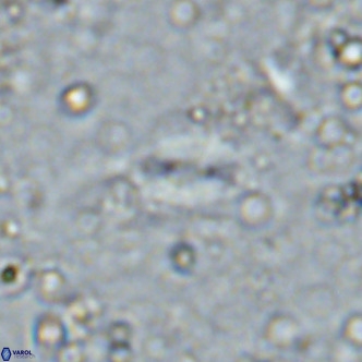 Watznaueria bayackii VR 16194