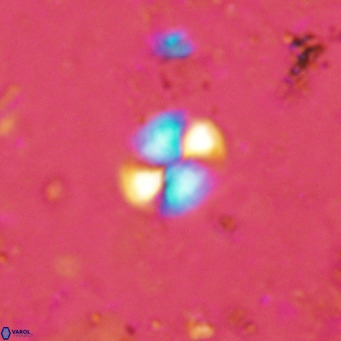 Watznaueria bayackii VR 16200