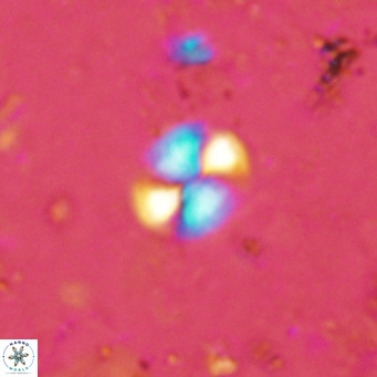 Watznaueria bayackii VR 16200