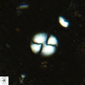 Watznaueria bayackii VR 16201