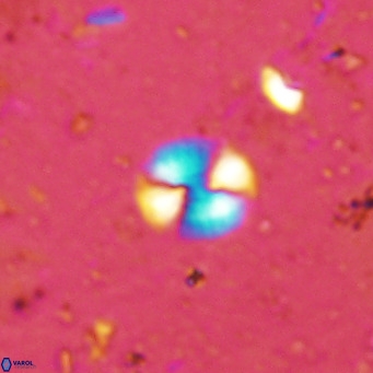 Watznaueria bayackii VR 16202