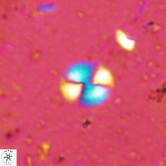 Watznaueria bayackii VR 16202