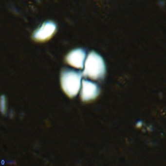 Watznaueria bayackii VR 16204