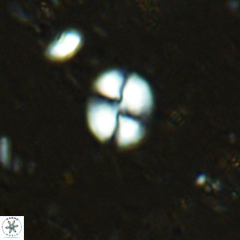 Watznaueria bayackii VR 16204