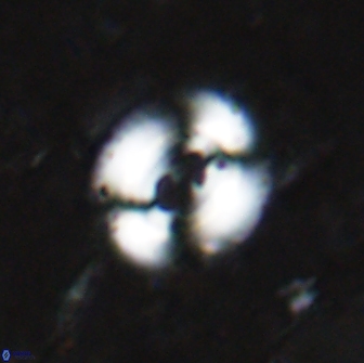 Watznaueria biporta 14734