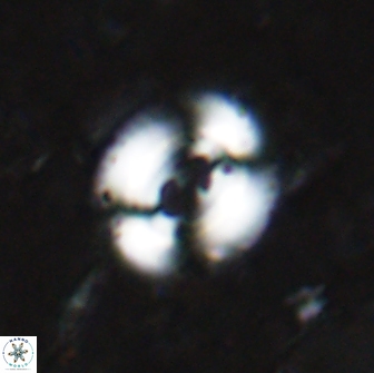 Watznaueria biporta 14734
