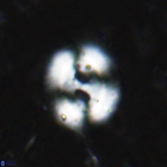 Watznaueria biporta 14735